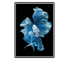 Bettas Betta Fish Betta