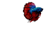 Bettas Betta Poisson Betta