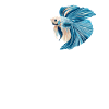 Bettas Betta Fish Betta