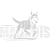 Malinois - Belgian shepherd -Mechelaar