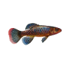 Killifish Quarium Fish