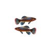 Killifish Quarium Fish