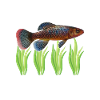Killifish Quarium Fish