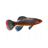Killifish Quarium Fish