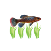 Killifish Quarium Fish