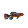 Killifish Quarium Fish