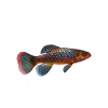 Killifish Quarium Fish