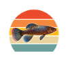 Killifish Quarium Fish