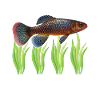 Killifish Quarium Fish