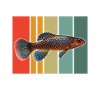 Killifish Quarium Fish