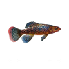 Killifish Quarium Fish