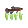 Killifish Quarium Fish