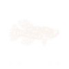 Killifish Quarium Fish