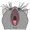 Gähnende Katze
