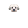 Cadeaux Bichon Frisé