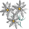 Snow white edelweiss flower print