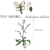 Arabidopsis thaliana