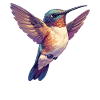 Colibri Kolibris Kolibri
