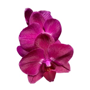 Phalaenopsis Hybride Pink Lila Orchideenblüte