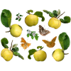 Quitten mit Quittenblüten und Schmetterlingen