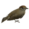 Blackcap female