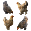 Chicken yard