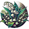 Muguet
