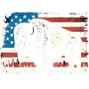 American Bison