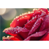 Regentropfen Rose