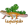 Leopardengecko