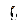 Formel kylling - Pingvinelsker, fuglekigger