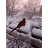 Early bird