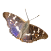 Lesser purple emperor
