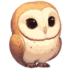 Barn Owl Schleiereulen Schleiereule