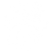 Lion blanc