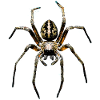 Spider Tarantula Love Arachnid Spiders