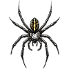 Spider Tarantula Love Arachnid Spiders