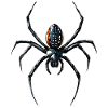 Araignée Tarentule Amour Arachnide Araignées