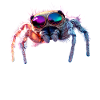 Araignée Tarentule Amour Arachnide Araignées