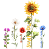 Autumn Flowers