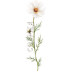 Fleurs d’automne : Cosmea