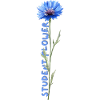 Herbstblumen: Kornblume