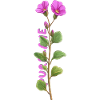 Fleurs d’automne : pourpier