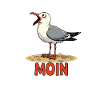 Moin Möwe