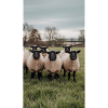 Sheep in meadow