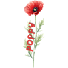 Flower greeting poppy