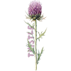 Floral greeting Diestel