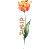 Flower greeting tulip