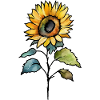 Tournesol