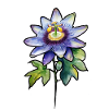 Passiflore